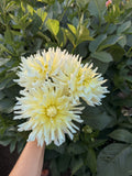 Yellow NOID