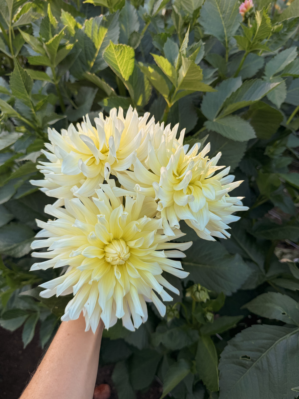 Yellow NOID