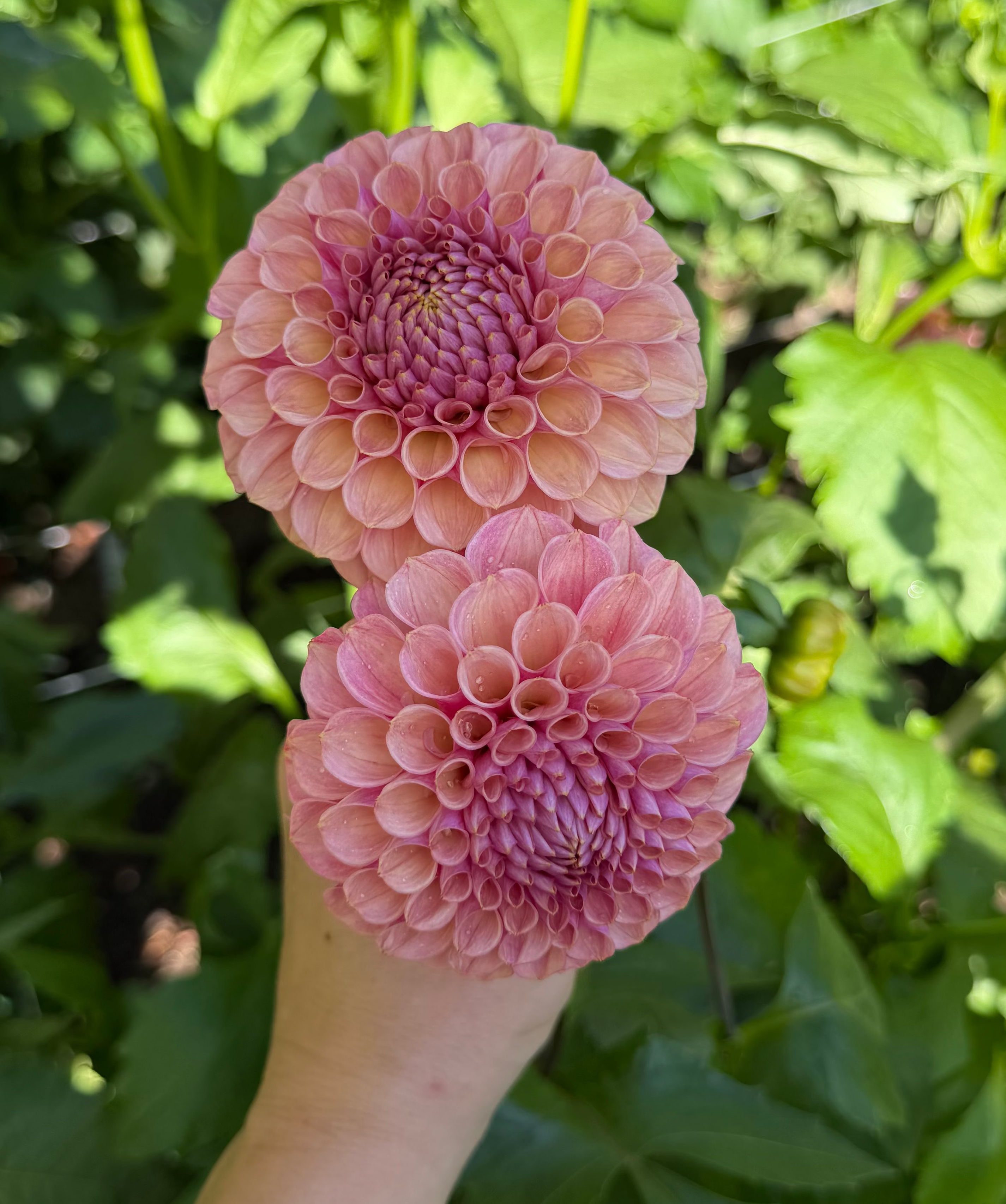 Bracken Rose