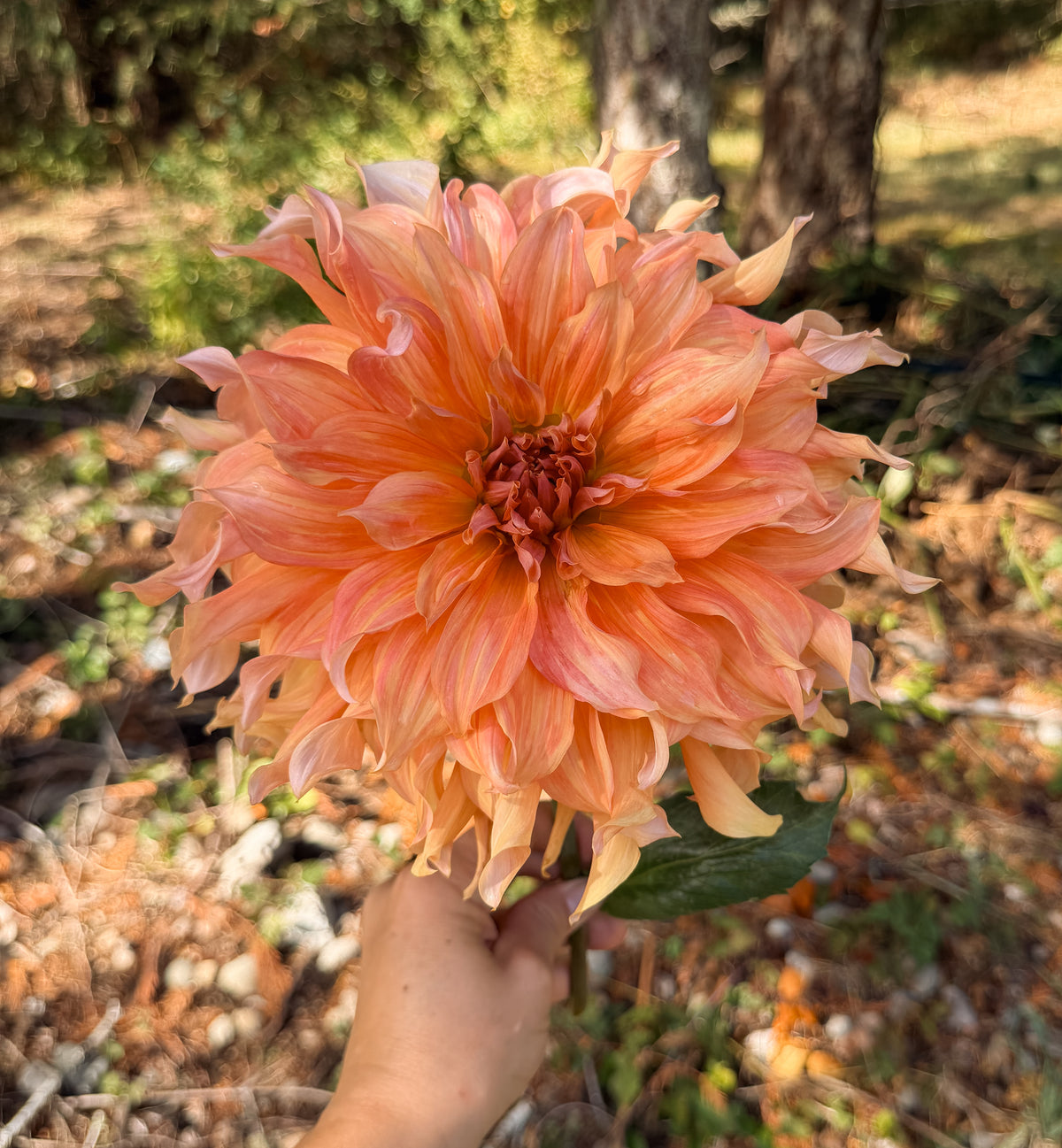 Sherwood's Peach