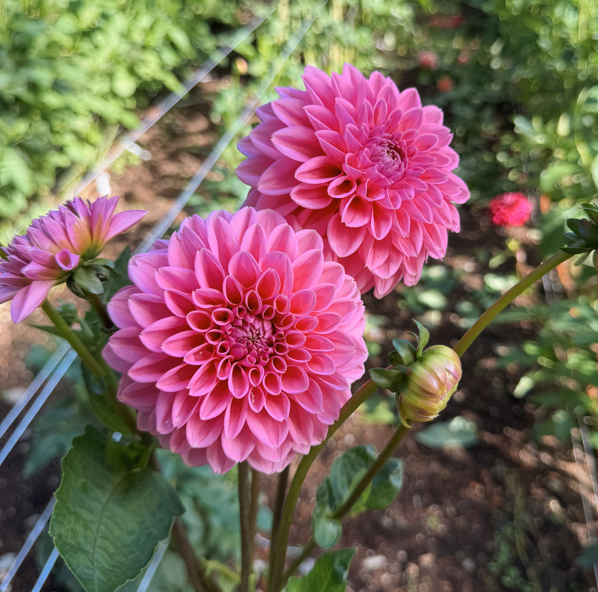 Pink Sylvia