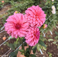 BQ Pinwheel