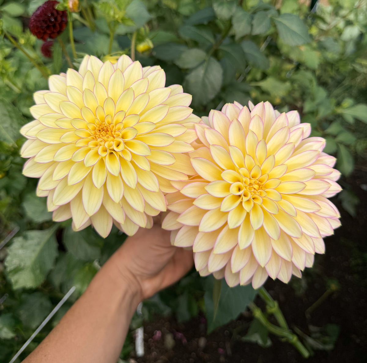 BQ Blush
