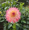 Pinelands Princess