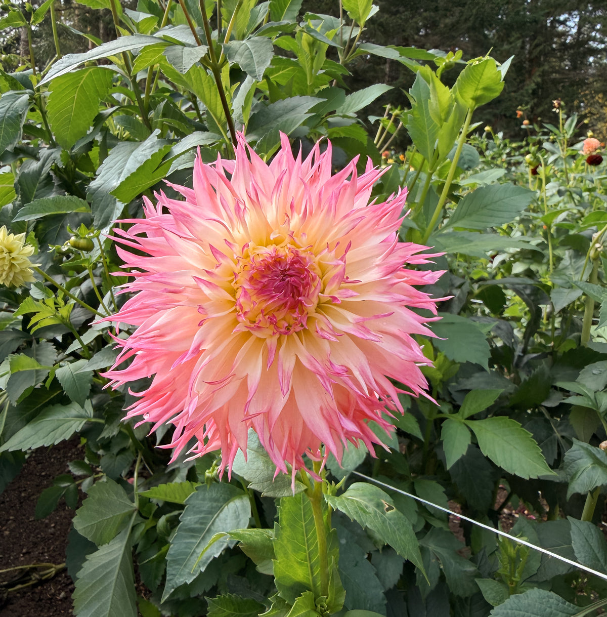 Pinelands Princess