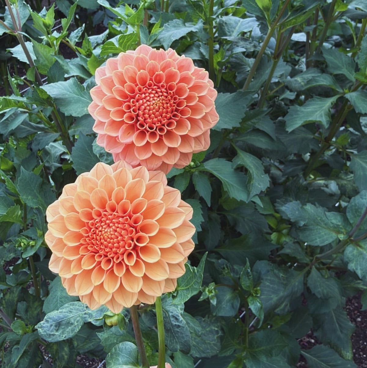 Rose Toscano