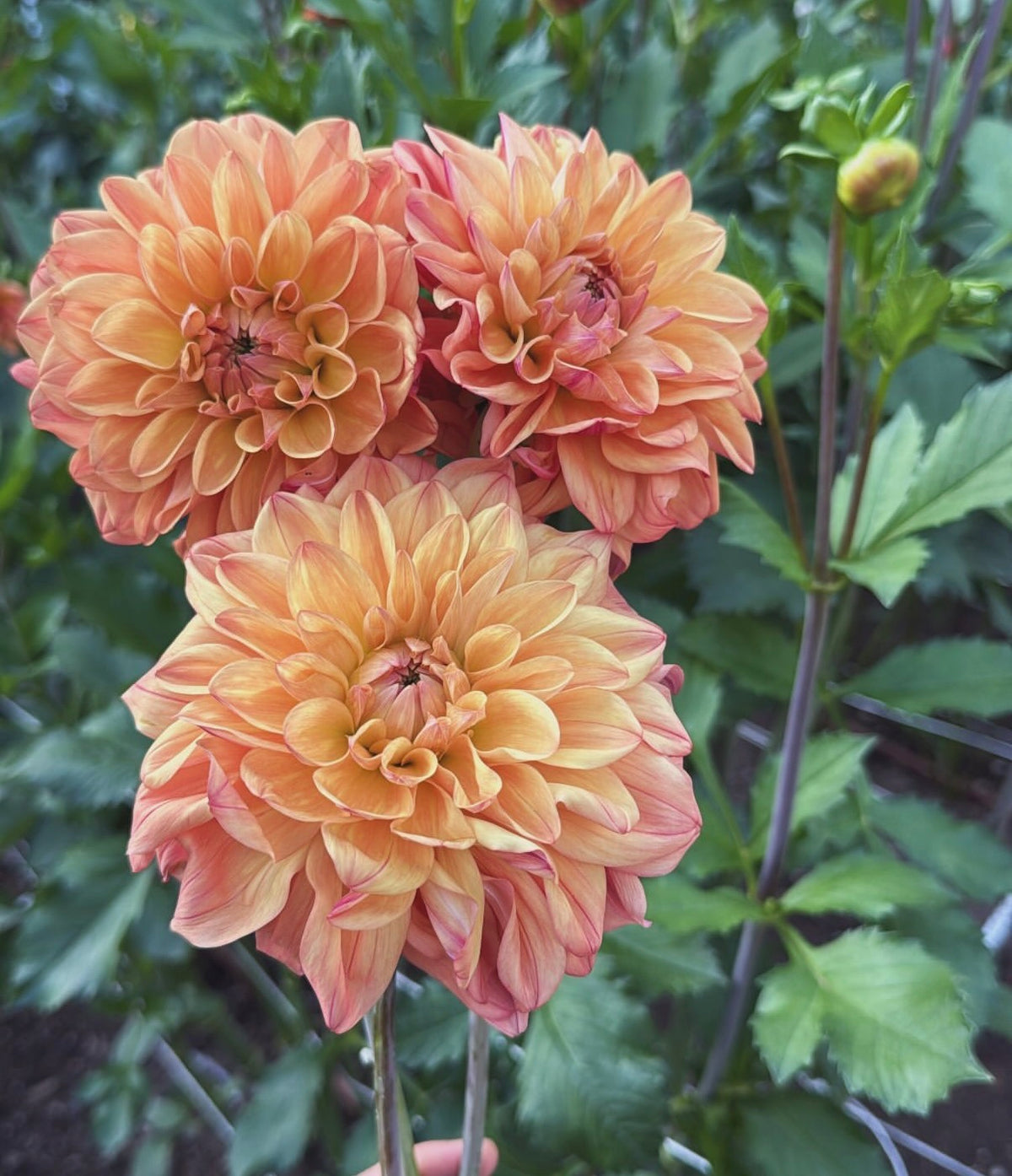 Ferncliff Copper