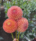 Clearview Peachy