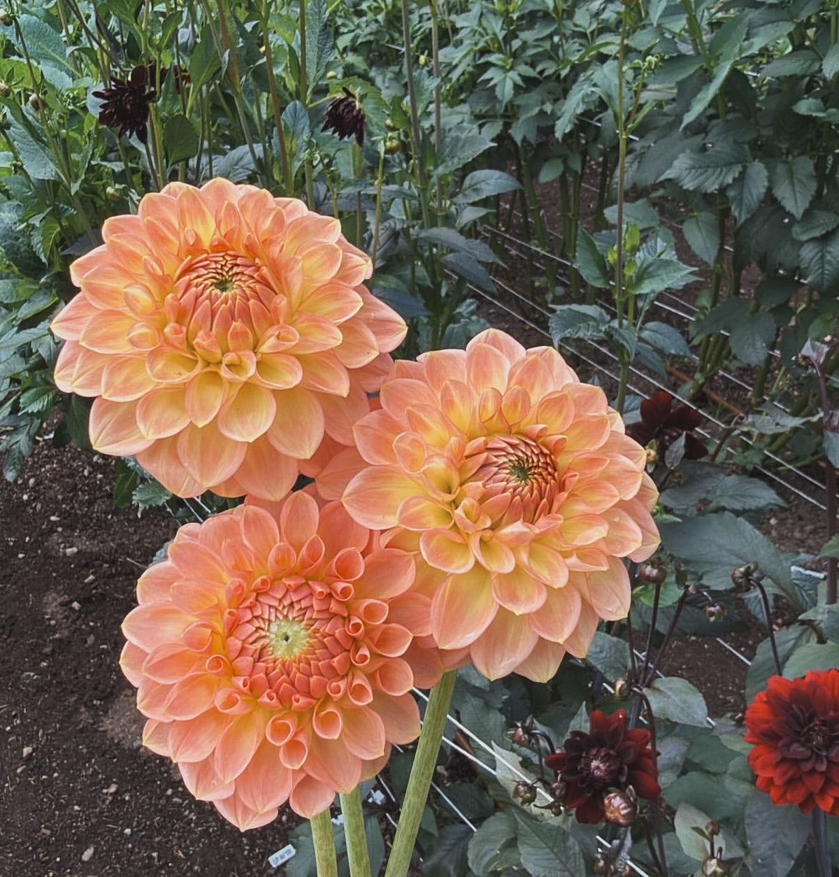 20th Ave Softer Peach
